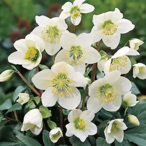 White Helleborus Christmas Rose Plant in 13cm Pot - Autumn Winter Flowering Shrub Ready to Plant