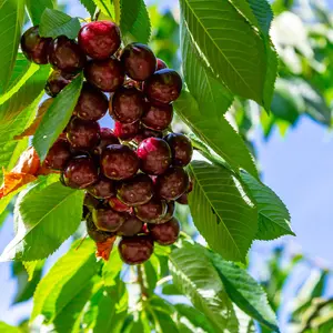 Dwarf Patio Hedelfinger Cherry Tree, Ready to Fruit, Juicy & Sweet Dark Cherries 3FATPIGS