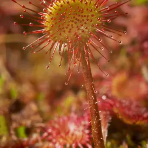 Houseplant Drosera Paradoxa 9cm Pot x 1