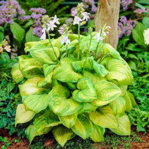 Hosta Guacamole - Bright Green Foliage, Ideal for Shady Borders in UK Gardens, Compact Size (20-30cm Height Including Pot)