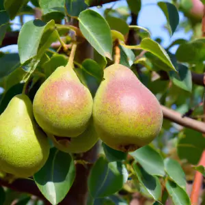 Lincolnshire Fruits Conference Potted 12 Litre 1.5m Tree