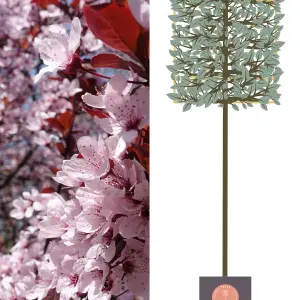 Cherry Plum Pleached Tree with Staking Kit - 180cm Stem and 14cm Girth