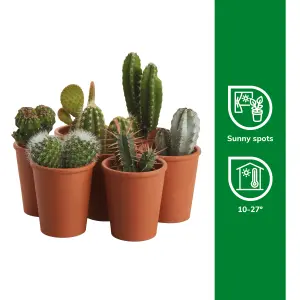 Verve Cactus in Terracotta Decorative pot 5.5cm