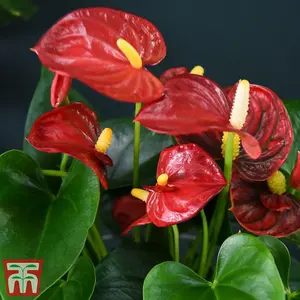 Anthurium Aqua Red in Sierglass 12cm Pot x 1