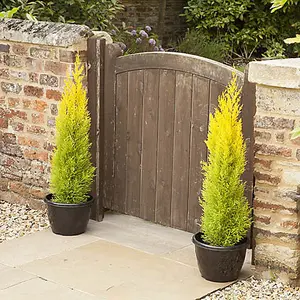 20 x Cupressus Conifer Macrocarpa Goldcrest Tree in a 10.5cm Pot 28-30cm Tall Supplied as 20 x Established Cypress Trees