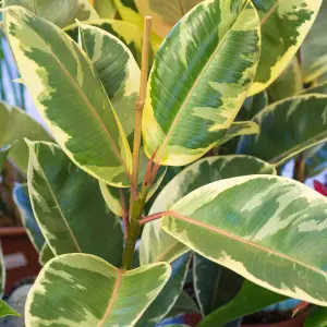 Ficus Tineke - Indoor House Plant for Home Office, Kitchen, Living Room - Potted Houseplant (25-35cm Height Including Pot)