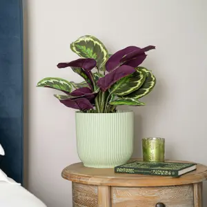 Blooming Artificial - 40cm / 1.25ft Fake Medallion Calathea