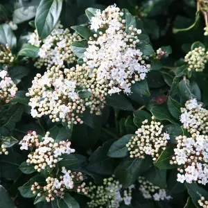 Viburnum French White Plant - Fragrant Blooms, Compact Size, Cold-Hardy (20-30cm Height Including Pot)