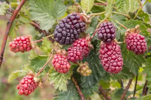 Lincolnshire Fruits Boysenberry Blackberries (Thornless) Potted 5 Litre