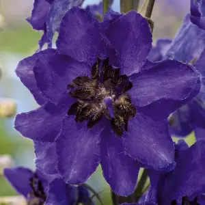 2 x Delphinium Plant Magic Fountains Dark Blue/Dark Bee in 1L Pots - Summer Flowering Eye Catching Larkspur - Herbaceous Perennial