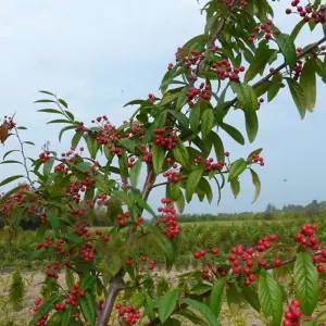 Cotoneaster Cornubia Tree - Abundant Red Berries, Attracts Birds (5-6ft)