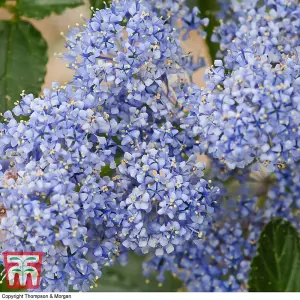 Ceanothus thrysifolius Repens 9cm Potted Plant x 2