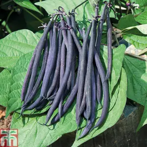 Dwarf Bean Mistic 1 Packet (100 Seeds)