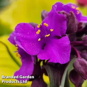 Tradescantia Brain Storm 9cm Potted Plant x 3