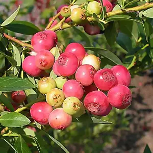 Blueberry Bush 'Pink Lemonade' - Vaccinium in 9cm Pot - Reliable Heavy Cropping