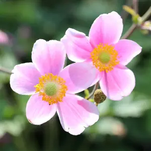 September Charm Japanese Anemone Perennials Flowering Plants 2L Pot