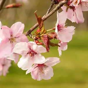 Prunus Jacqueline Tree - Stunning Autumn Foliage, Pink Flowers, Low Maintenance, Frost Hardy (5-6ft)