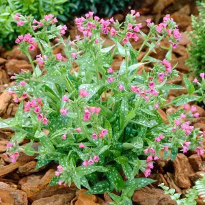 Gardeners Dream Pulmonaria Raspberry Splash (9cm)