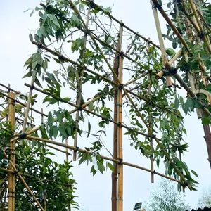 Eucalyptus Pleached Tree with Staking Kit - 180cm Stem and 14cm Girth