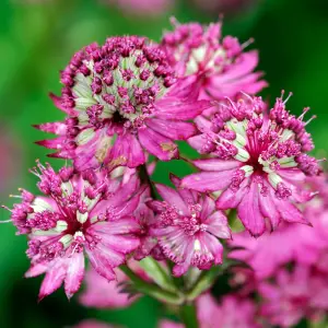 Astrantia Star of Beauty - Pink Flowering Masterwort, Perennial Plant, Moderate Height (30-40cm Height Including Pot)