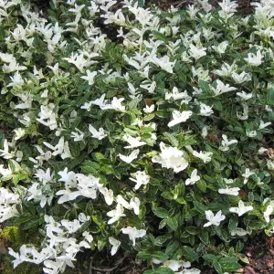 Euonymus Harlequin Garden Shrub - Variegated Foliage, Compact Size (20-30cm Height Including Pot)