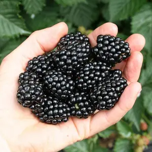 Blackberry Navaho - Thornless, High-Yield, Compact Size (30-40cm Height Including Pot)