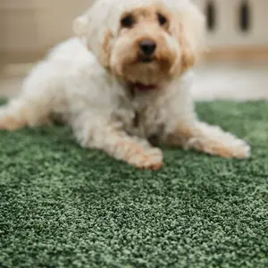 Modern Shaggy Forest Green Washable Plain Anti-Slip Easy To Clean Dining Room Rug-100cm X 100cm