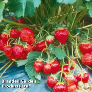 Strawberry (Fragaria) Marshmello 6 Bare Roots - Outdoor Fruit Plants for Gardens, Pots, Containers