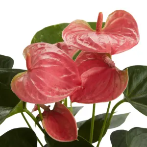 GoodHome Flamingo flower in Ceramic Decorative pot 12cm