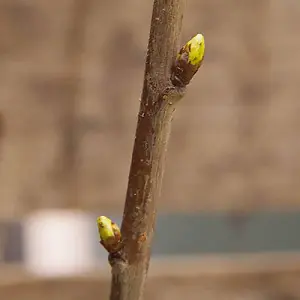 Sweet Cherry 'Stella' (Prunus avium) Bare-Root Tree 1.2 m Tall Grow Your Own Fruit UK Gardens