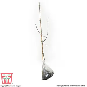 Malus (Crab Apple) Royalty (Rootstock M111) 1 Bare Root