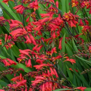 Crocosmia Fairy Crimson in 9cm Pot - Herbaceous Perennial - Ready to Plant