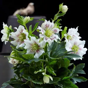 Helleborus orientalis Hello Pearl 14cm Potted Plant x 2