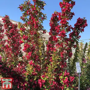 Weigela Towers of Flowers Cherry 9cm Potted Plant x 2