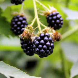 Lincolnshire Fruits Tiny Black Blackberry Potted 5Litre