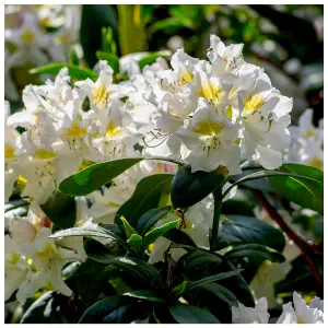 Rhododendron Madame Masson in a 9cm pot, Stunning Flowers