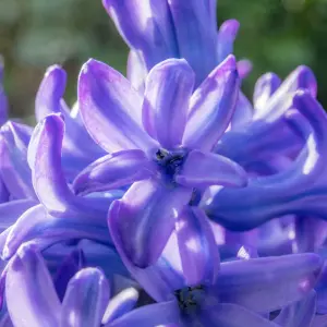 Hyacinth Blue Bulb Trio in 12cm Pot - Three Easy to Grow Hyacinthus Bulbs Growing in Pot - Fragrant Indoor Flowering Plant