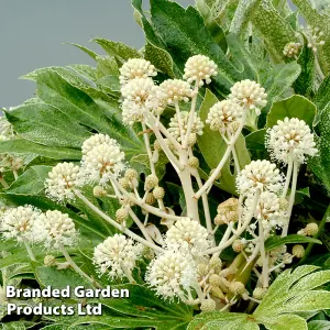 Fatsia japonica Spider's Web 9cm Pot x 2