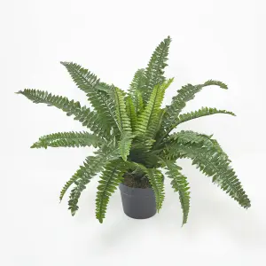 Homescapes Boston Fern in Pot, 60 cm Tall