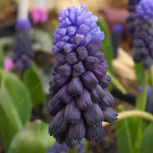 Muscari Latifolium Flowering Bulbs (200 Pack)