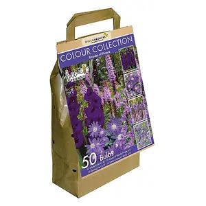 Colour Collection Spring Flower Bulbs-Purple (50 Bulbs) Bee Friendly