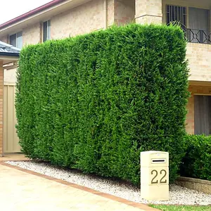 Leylandii Green - Fast-Growing Evergreen Conifer Hedging, Hardy and Low Maintenance (20-40cm, 10 Plants)