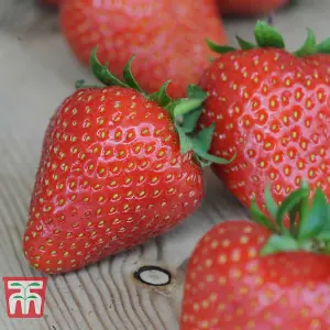 Strawberry (Fragaria) Sweetheart 6 Bare Roots