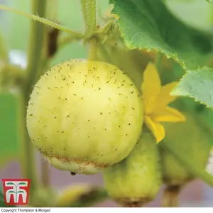 Cucumber Crystal Apple 1 Seed Packet (20 Seeds)