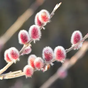 Japanese Pink Willow, Salix gracilistyla 'Mount Aso' Standard