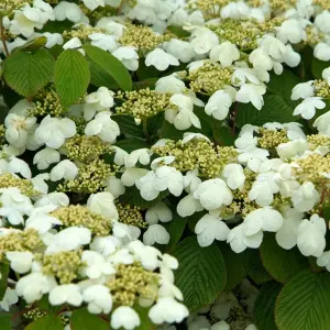 Viburnum Mariesii Garden Plant - White Lacecap Flowerheads, Compact Size (20-30cm Height Including Pot)