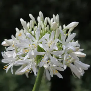 Albus African Lily Perennials Flowering Plants Agapanthus Africanus 2L Pot