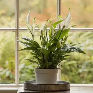 Spathiphyllum Peace Lily - Indoor Plant in 9cm Pot - Ideal for Home or Office