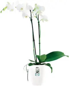 Elho Brussels Diamond Orchid High 12.5cm White Recycled Plastic Plant Pot