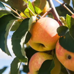 Lincolnshire Fruits Ellisons Orange Potted Apple 7 Litre Tree